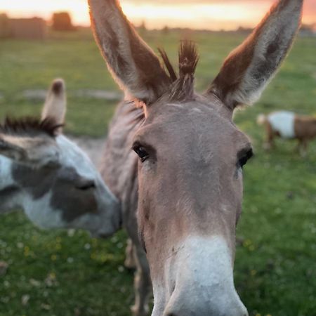 De Wabisabiboerderij Bed & Breakfast Oedelem Екстериор снимка