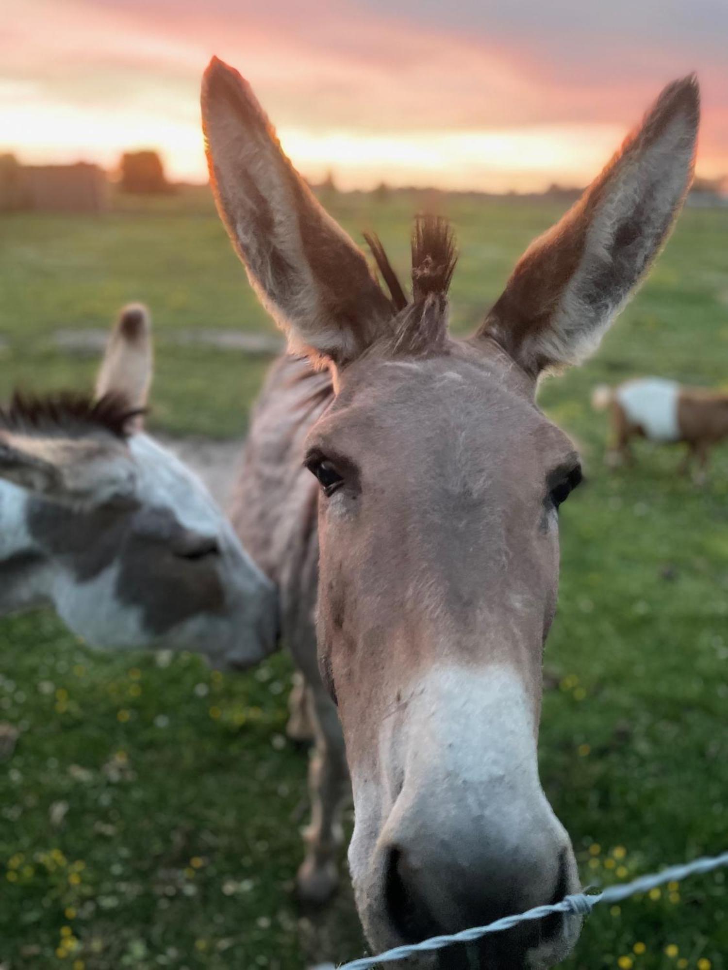 De Wabisabiboerderij Bed & Breakfast Oedelem Екстериор снимка